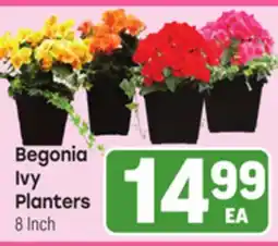 Tony’s Fresh Market Begonia Ivy Planters offer