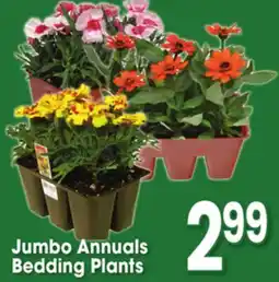 Jewel-Osco Jumbo Annuals Bedding Plants offer