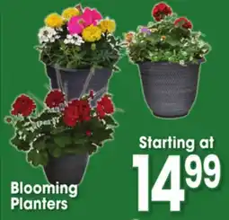 Jewel-Osco Blooming Planters offer