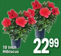 Jewel-Osco 10 Inch Hibiscus offer