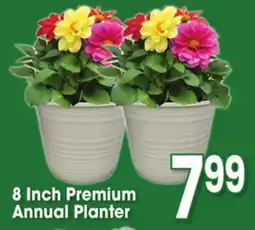 Jewel-Osco 8 Inch Premium Annual Planter offer