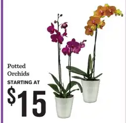 Mariano's Potted Orchids offer