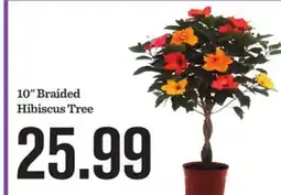 Mariano's 10 Braided Hibiscus Tree offer
