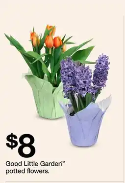 Target Good Little Garden potted flowers offer