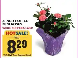 Food Lion 4 Inch Potted Mini Roses offer