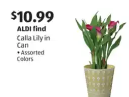 Aldi Calla Lily in Can offer