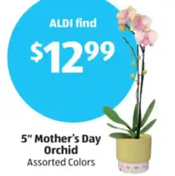 Aldi 5 Mother's Day Orchid offer