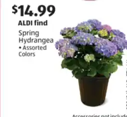 Aldi Spring Hydrangea offer