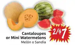 Foodmaxx Cantaloupes or Mini Watermelons offer