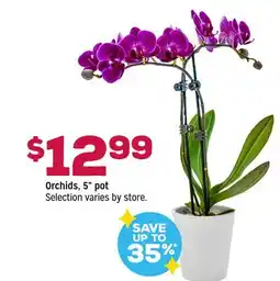 Grocery Outlet Orchids, 5 pot offer