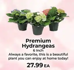 Sunset Foods Premium Hydrangeas offer