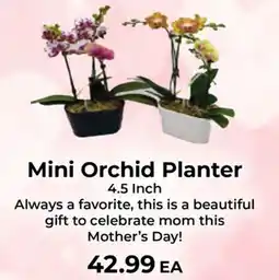Sunset Foods Mini Orchid Planter offer