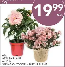 Pete's Fresh Market 6 in. AZALEA PLANT or 10 in. SPRING OUTDOOR HIBISCUS PLANT offer