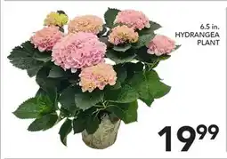 Pete's Fresh Market 6.5 in. HYDRANGEA PLANT offer