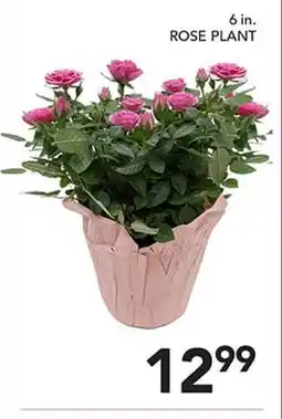 Pete's Fresh Market 6 in. ROSE PLANT offer