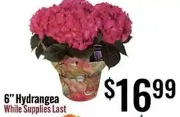 Jons International 6" Hydrangea offer