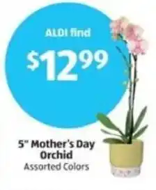 Aldi 5" Mother's Day Orchid offer