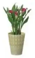 Aldi Calla Lily in Can offer