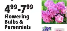 Ocean State Job Lot Flowering Bulbs & Perennials offer