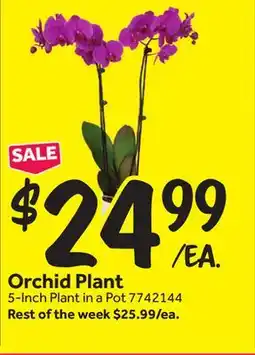Stop&Shop Orchid Plant offer
