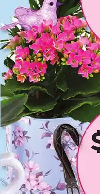 Stop&Shop Flowering Gift Planter offer
