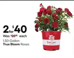 Lowe's 1.50-Gallon Roses offer