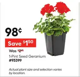 Lowe's 1-Pint Seed Geranium offer