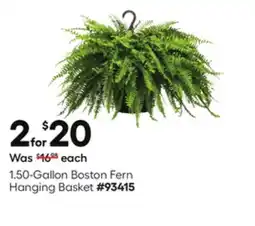 Lowe's 1.50-Gallon Boston Fern Hanging Basket offer