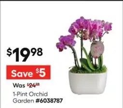 Lowe's 1-Pint Orchid Garden offer