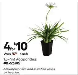 Lowe's 1.5-Pint Agapanthus offer