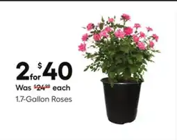 Lowe's 1.7-Gallon Roses offer