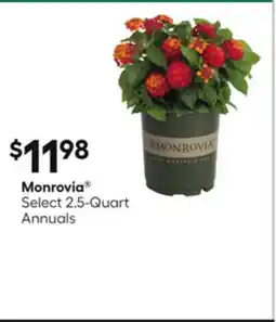 Lowe's Select 2.5-Quart Annuals offer