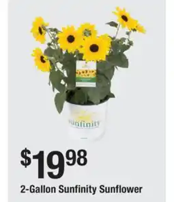 The Home Depot 2-Gallon Sunfinity Sunflower offer