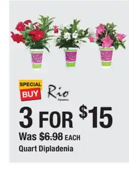 The Home Depot Quart Dipladenia offer