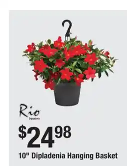 The Home Depot 10 Dipladenia Hanging Basket offer