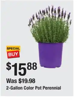 The Home Depot 2-Gallon Color Pot Perennial offer