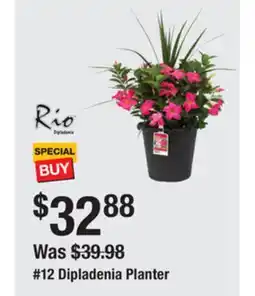 The Home Depot 12 Dipladenia Planter offer