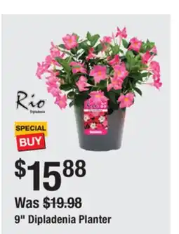 The Home Depot RIO 9 Dipladenia Planter offer