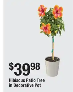 The Home Depot Hibiscus Patio Tree in Decorative Pot offer