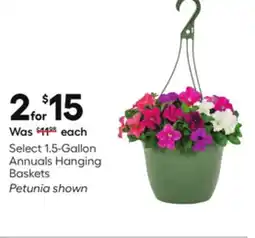 Lowe's Select 1.5-Gallon Annuals Hanging Baskets offer