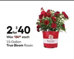 Lowe's 1.5-Gallon True Bloom Roses offer