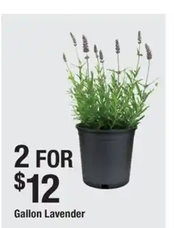 The Home Depot Gallon Lavender offer