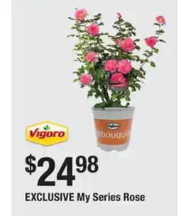 The Home Depot Vigoro My Series Rose offer