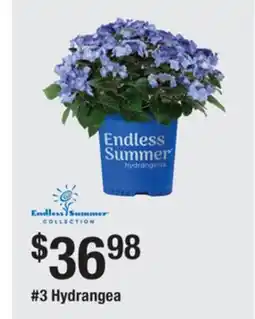 The Home Depot 3 Hydrangea offer
