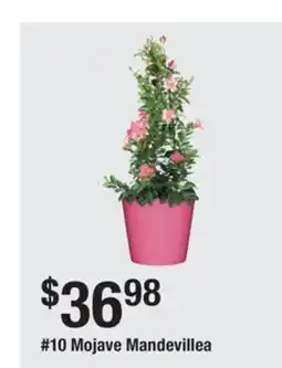 The Home Depot 10 Mojave Mandevillea offer