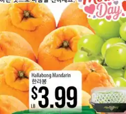 Hmart Hallabong Mandarin offer