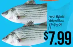 Hmart Fresh Hybrid Striped Bass offer