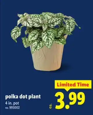 Lidl polka dot plant offer