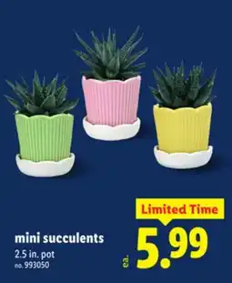 Lidl mini succulents offer