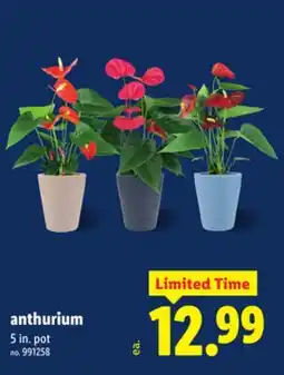 Lidl Anthurium offer
